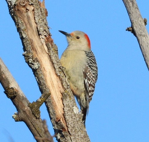 Red-bellied Woodpecker - ML408119331