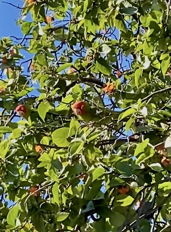 Red-masked Parakeet - ML408121511