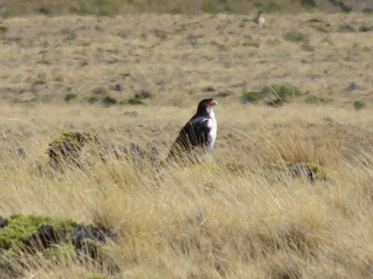 White-throated Caracara - Darío Jung