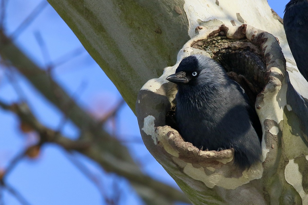 Eurasian Jackdaw - ML408122591