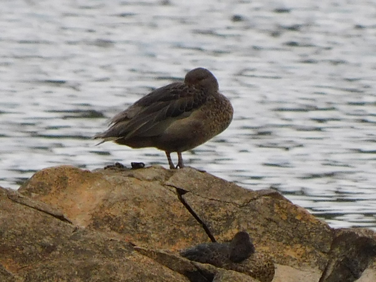 Andean Teal - ML408128281