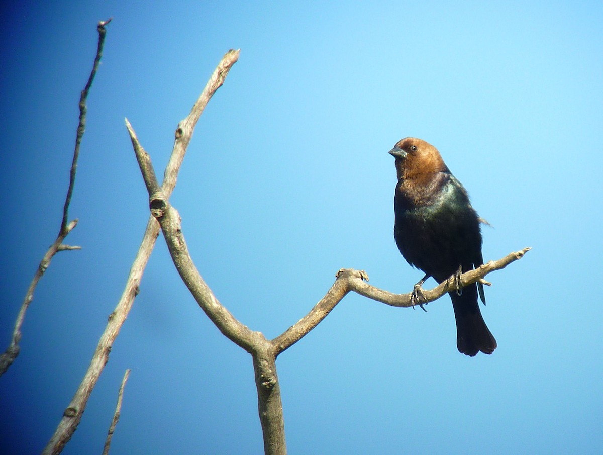 Brown-headed Cowbird - Steve Glover