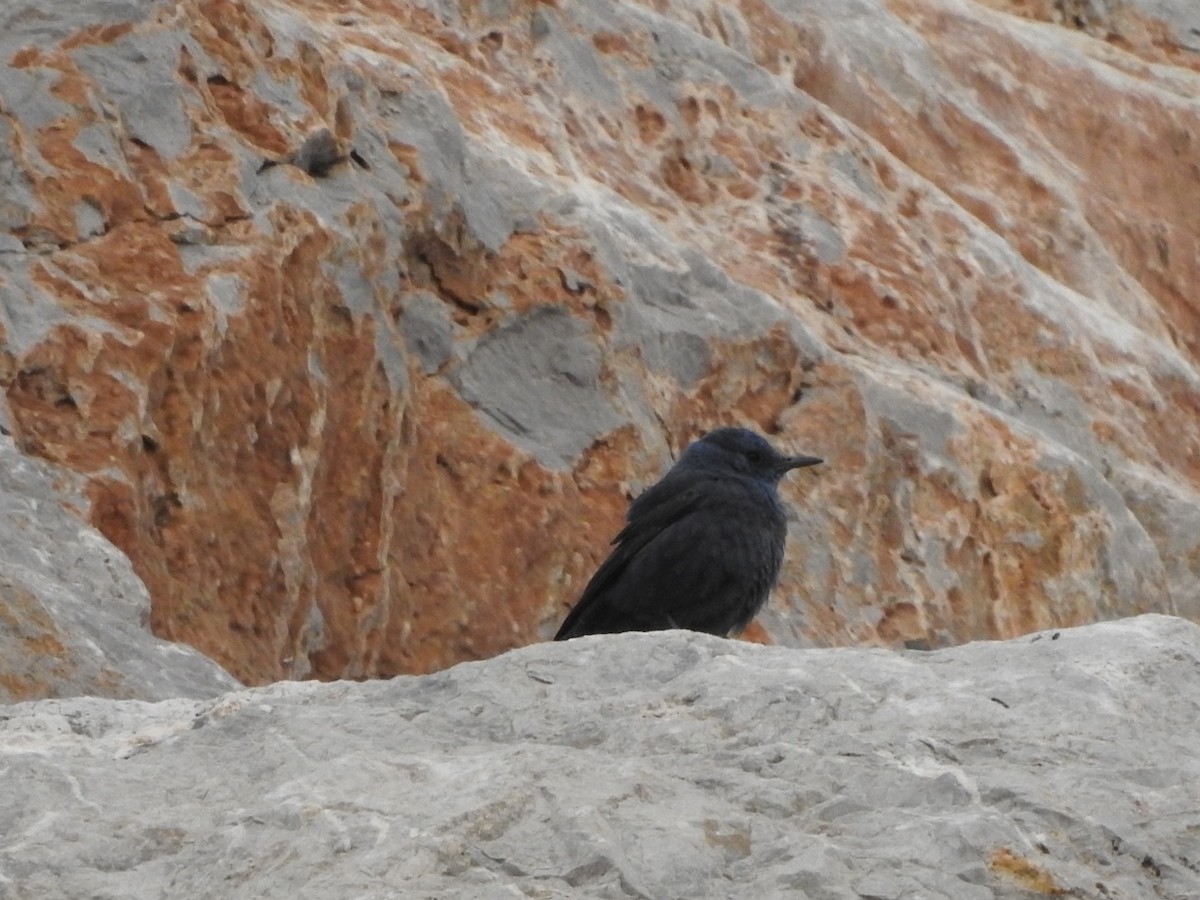 Blue Rock-Thrush - ML408129921