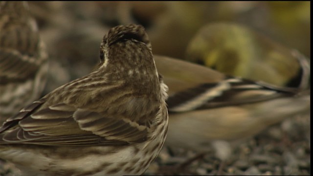 Purple Finch - ML408130