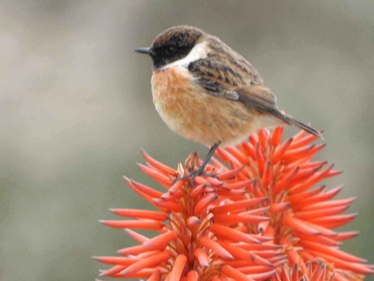 European Stonechat - ML408130031