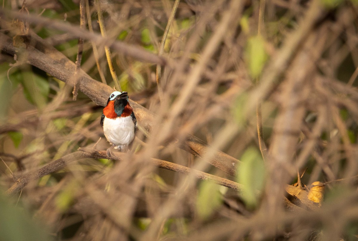 Red-cheeked Wattle-eye - ML408130231