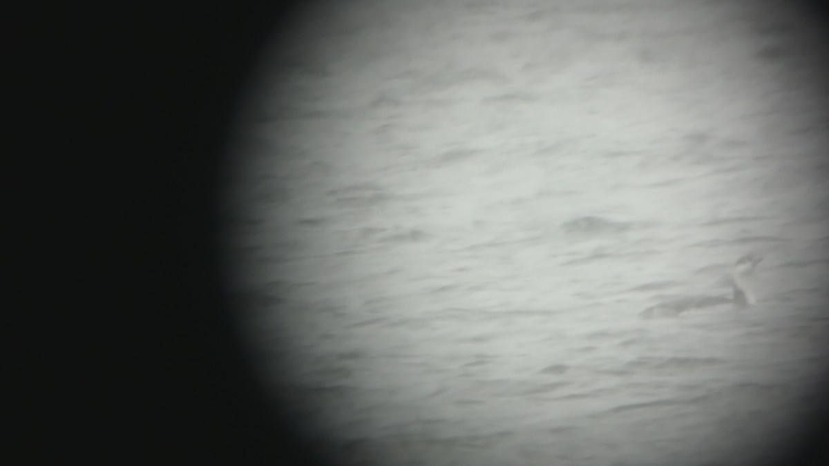 Red-throated Loon - Marc-Antoine Montpetit