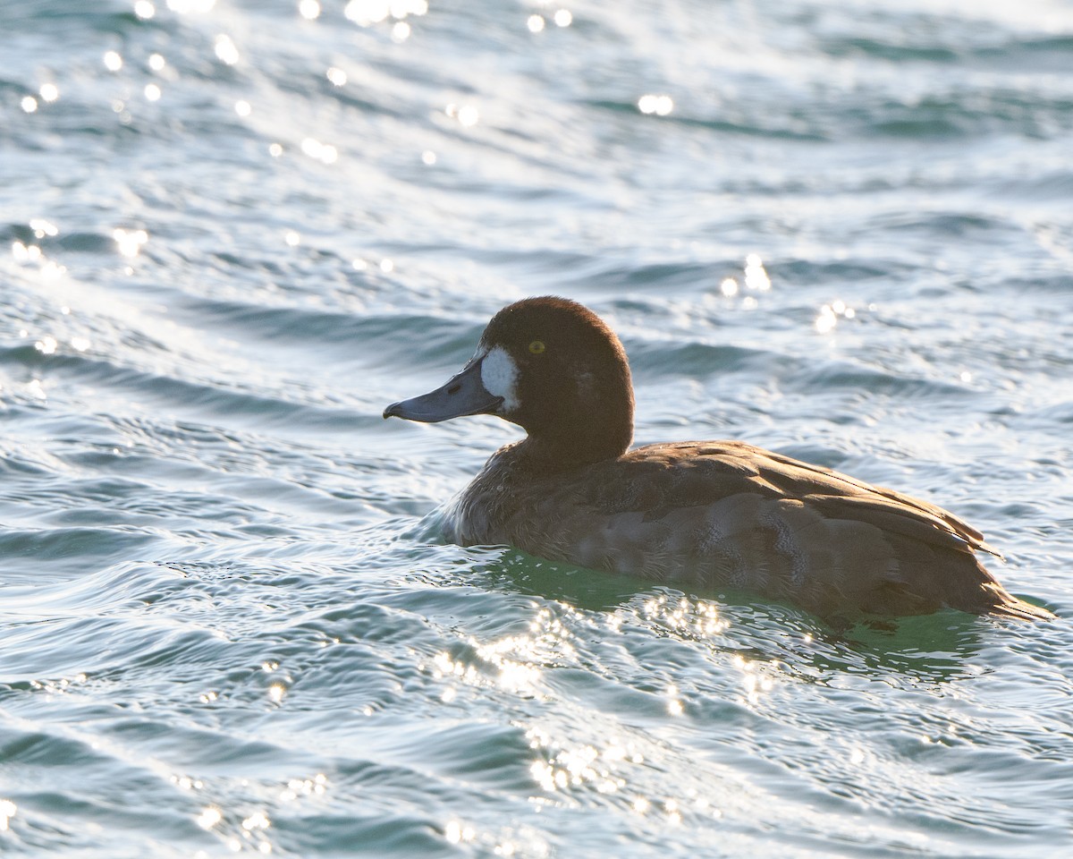 Greater Scaup - ML408130901
