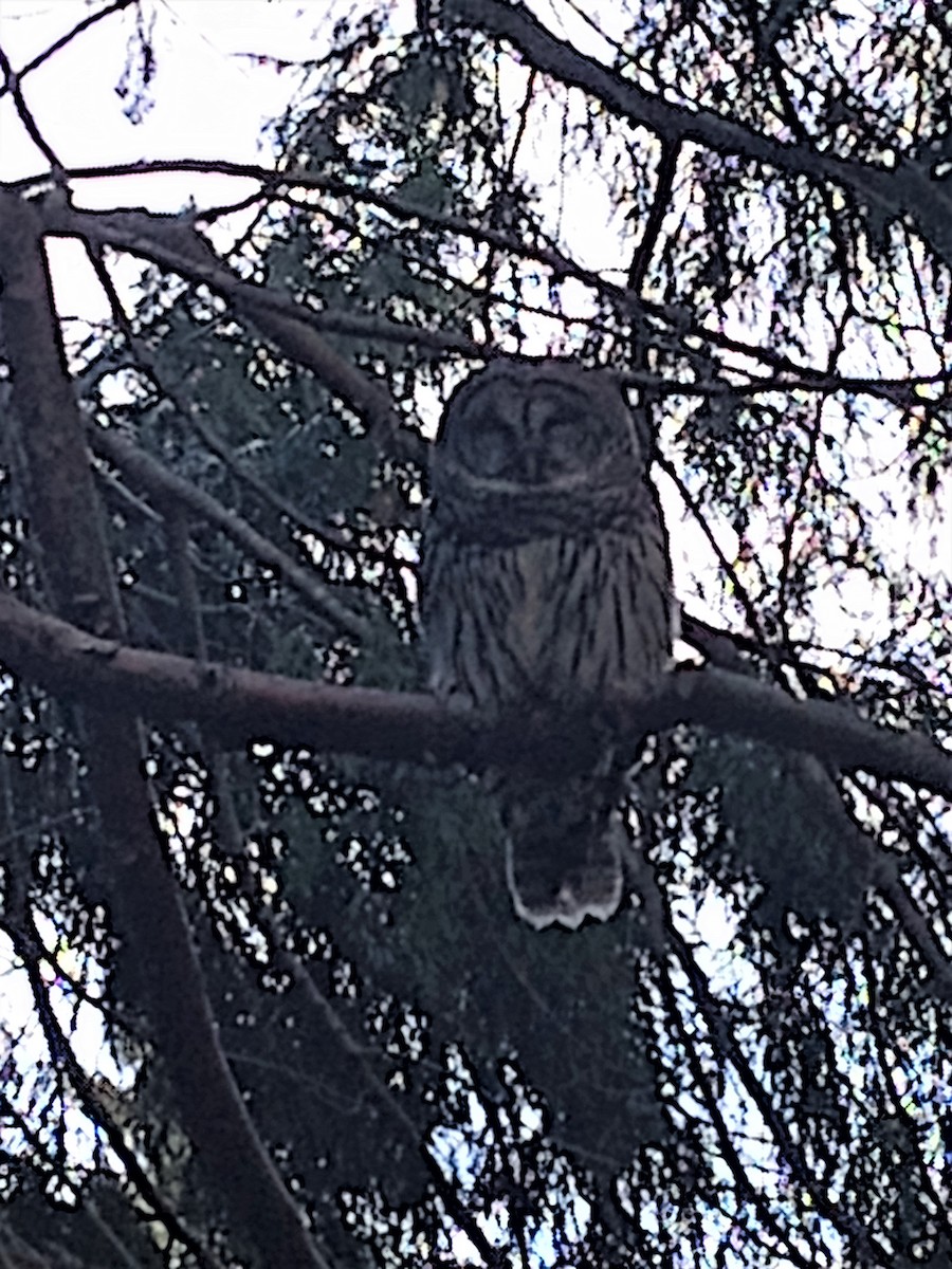 Barred Owl - bob hunter