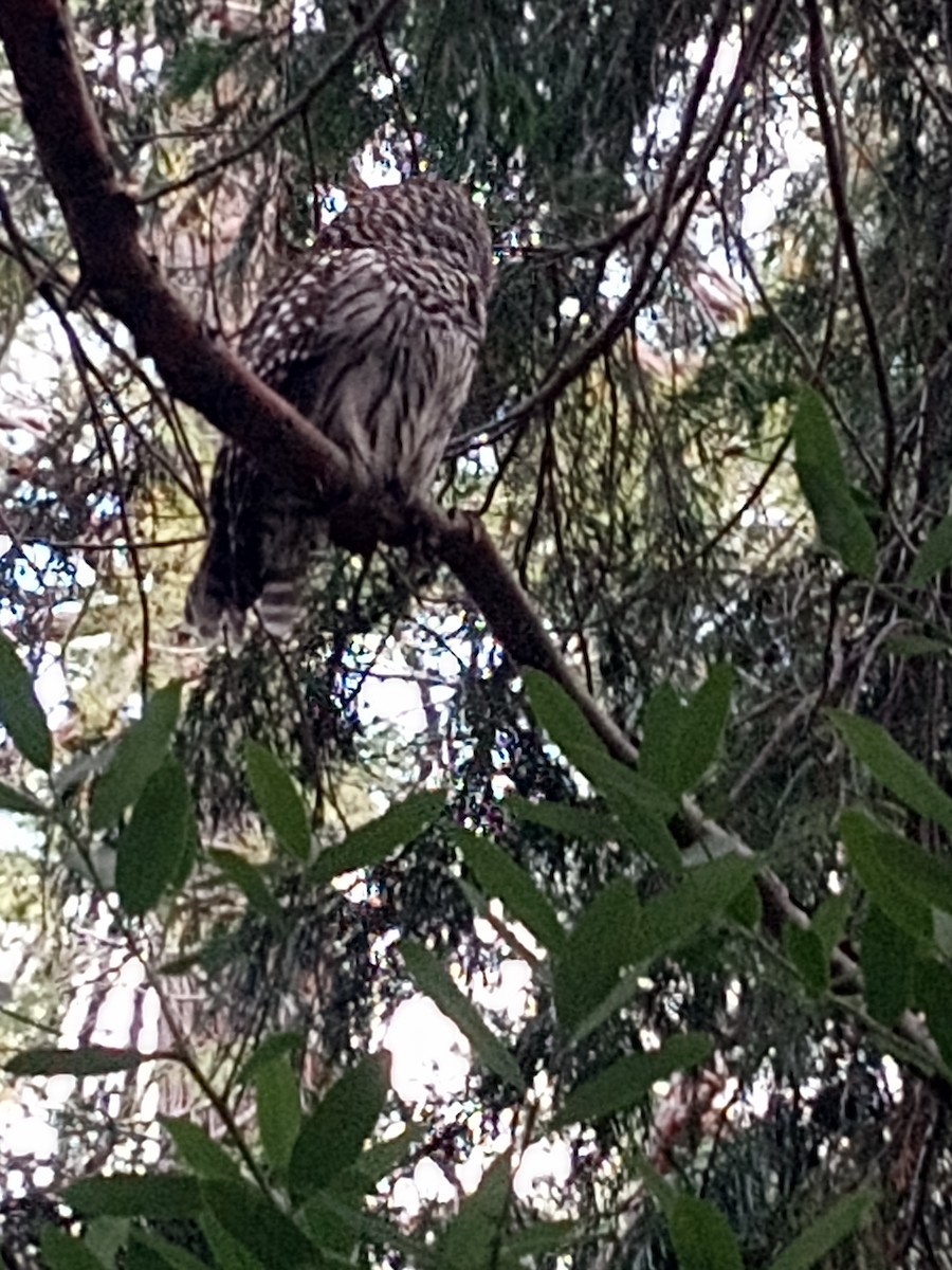 Barred Owl - bob hunter