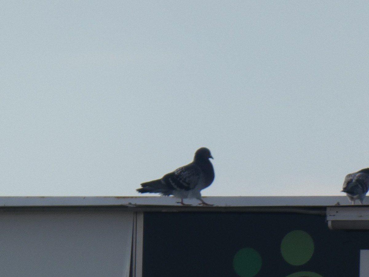 Rock Pigeon (Feral Pigeon) - ML408131311