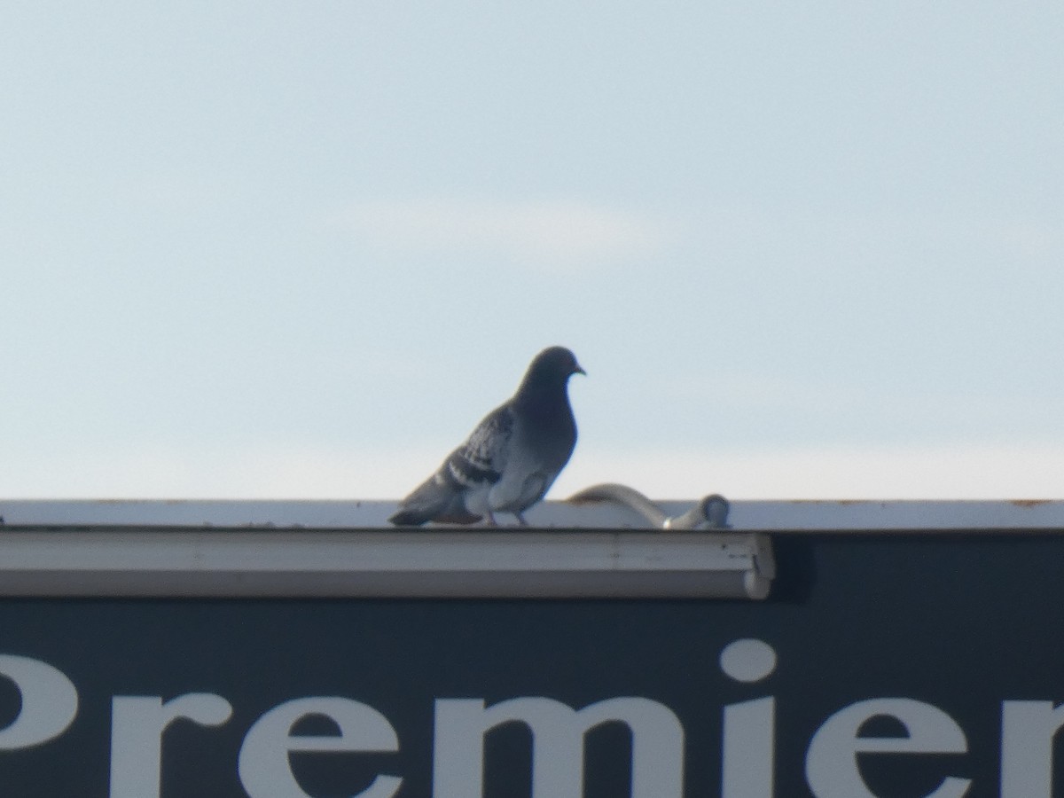 Rock Pigeon (Feral Pigeon) - ML408131321