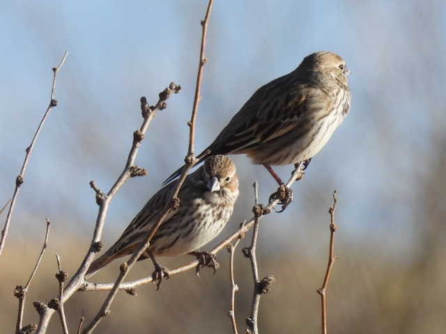 Lark Bunting - ML408132601