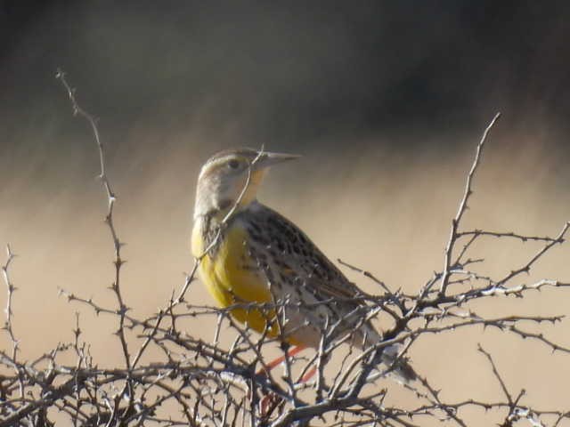 Western Meadowlark - ML408132711