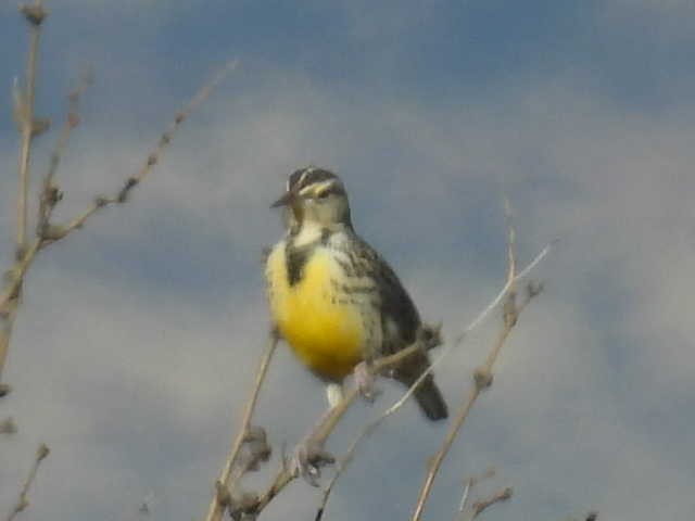 Chihuahuan Meadowlark - ML408132761