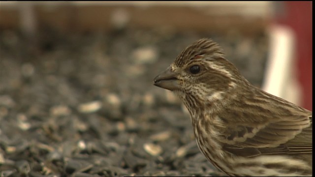 Purple Finch - ML408133