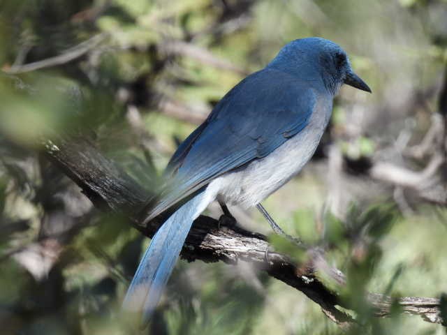 Mexican Jay - ML408133031