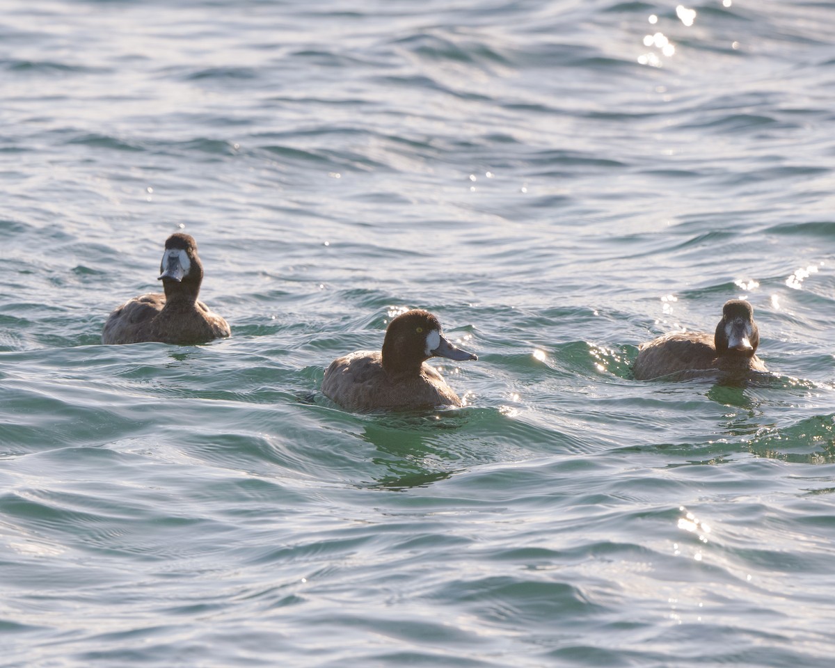 Greater Scaup - ML408133811
