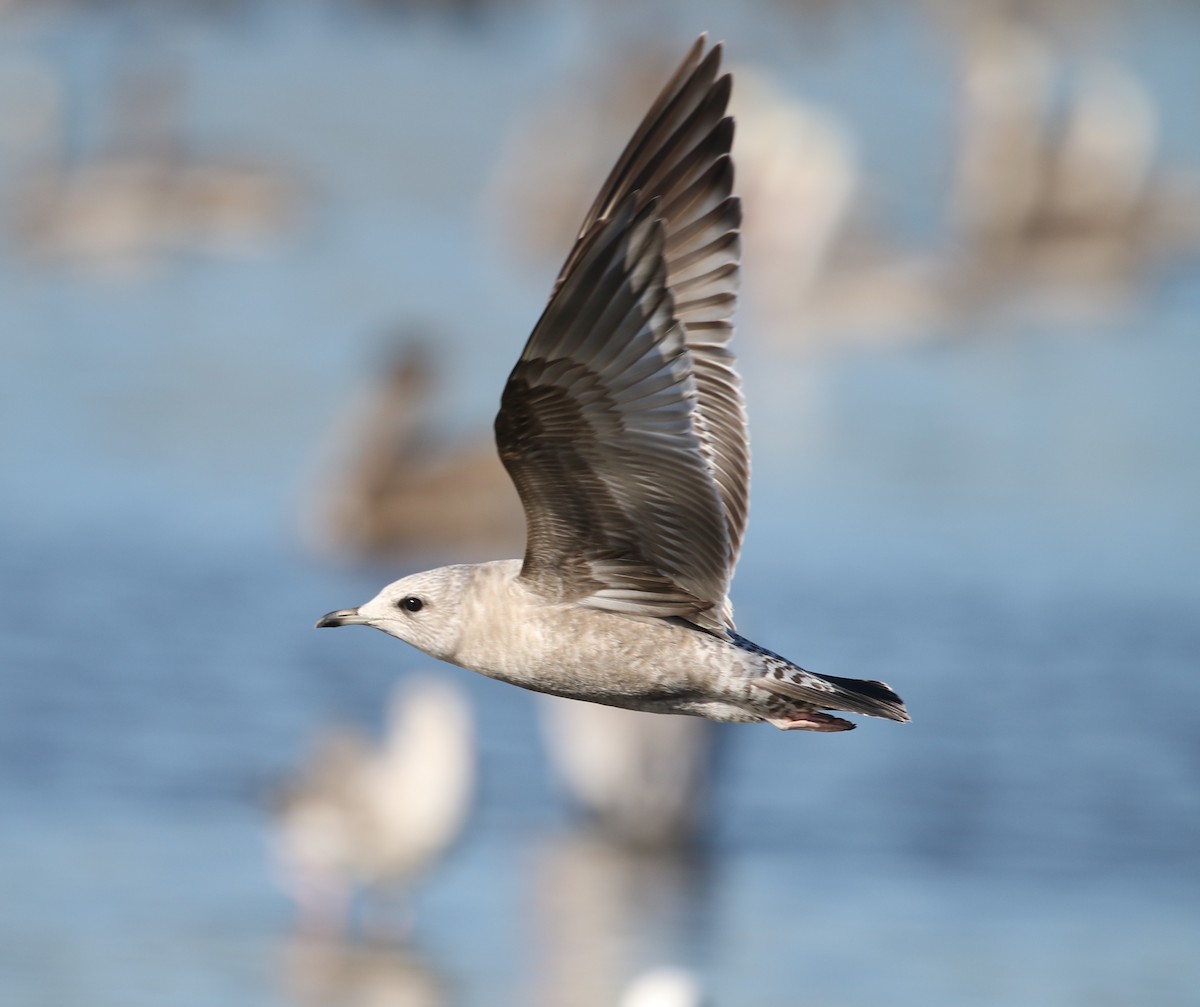 Short-billed Gull - ML408134981