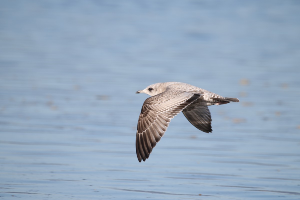 Short-billed Gull - ML408135031