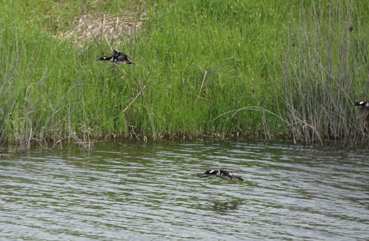 Bufflehead - Paula Perdoni