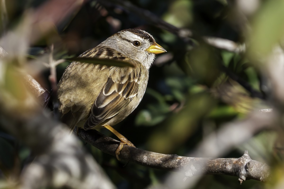 White-crowned Sparrow (pugetensis) - ML408135771