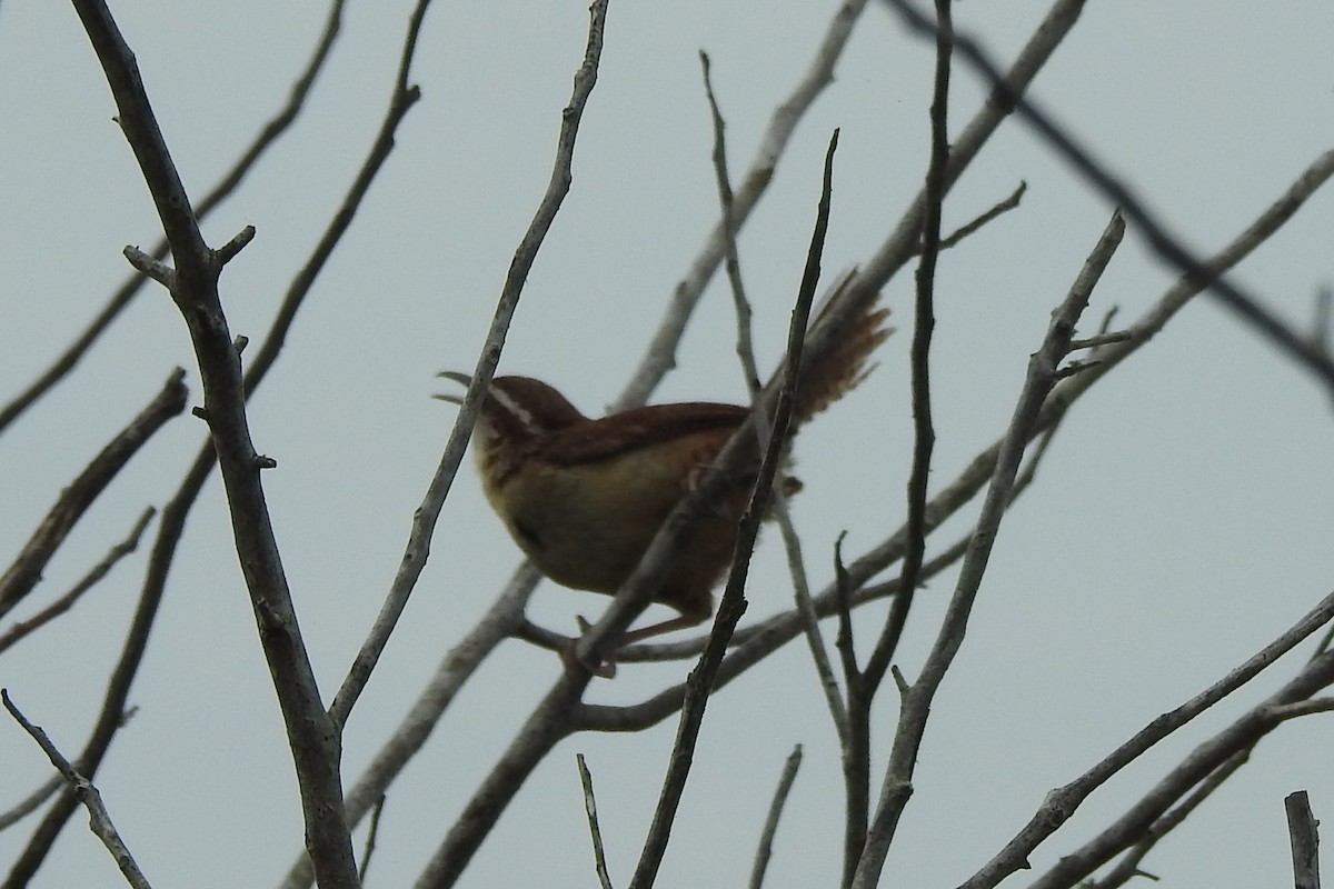 Carolina Wren - ML408136231