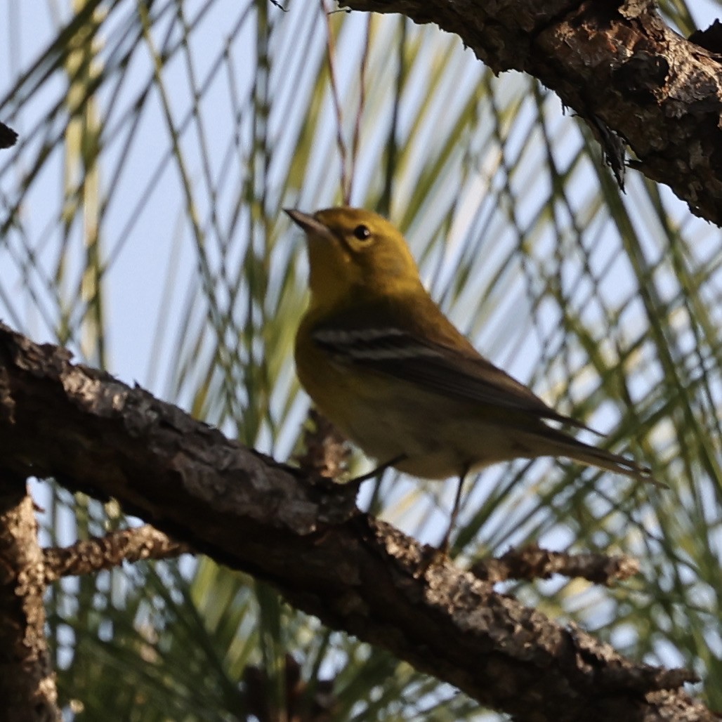 Pine Warbler - Glenn and Ellen Peterson