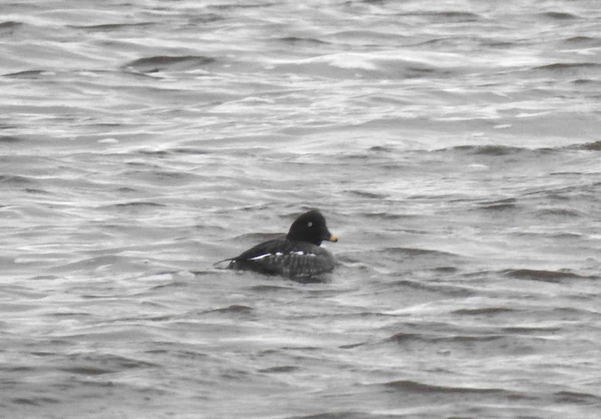 Common Goldeneye - ML408136391