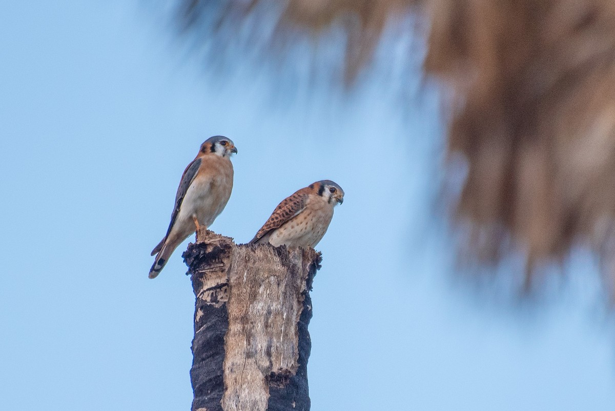 American Kestrel - ML408137511