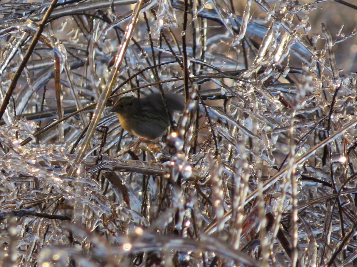 LeConte's Sparrow - ML40813801