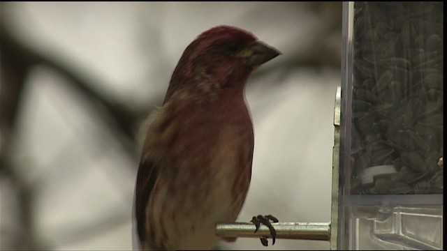 Purple Finch - ML408139