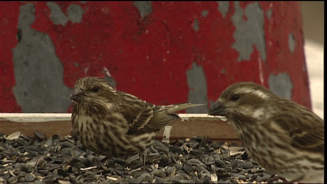 Purple Finch - ML408140