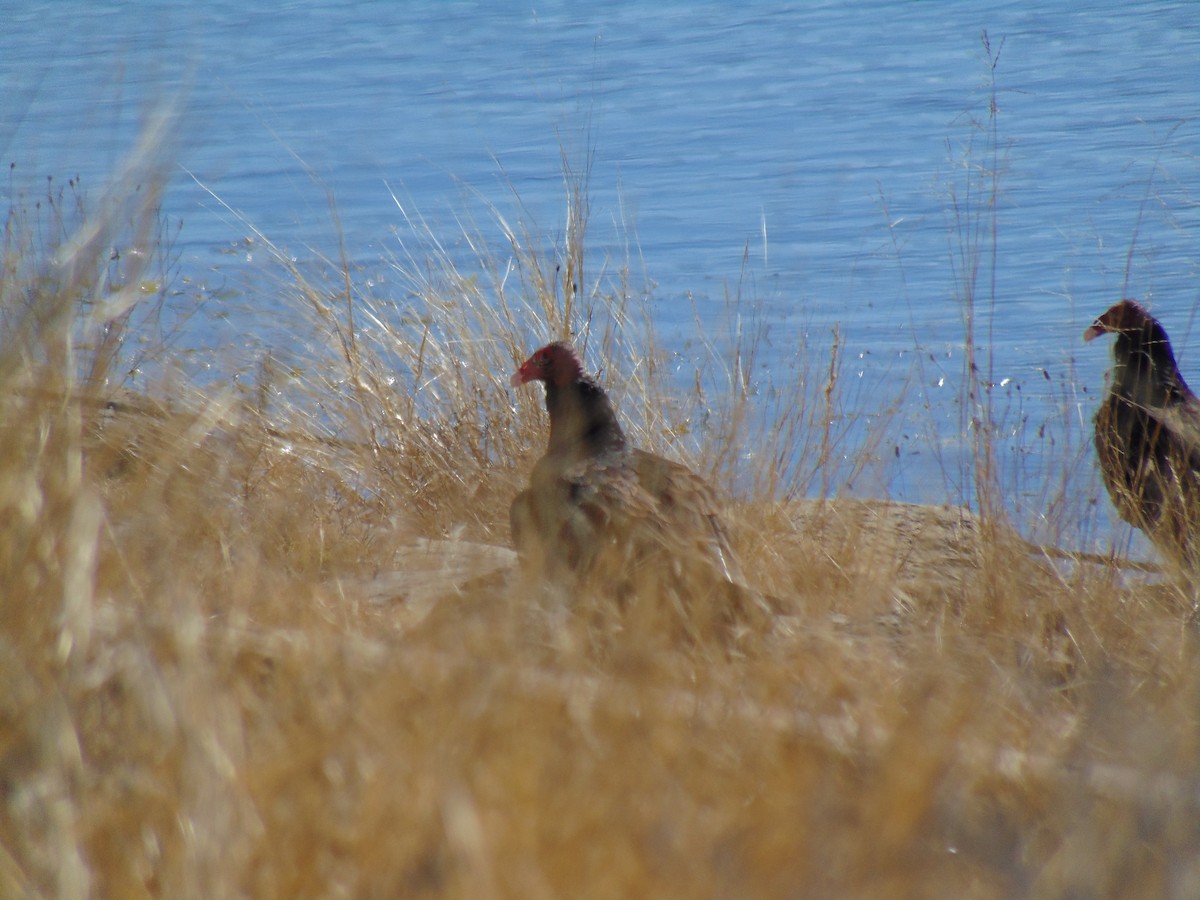 Turkey Vulture - ML408140701