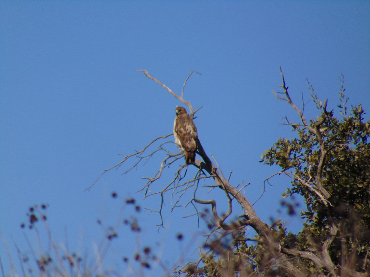 Red-tailed Hawk - Jordan P