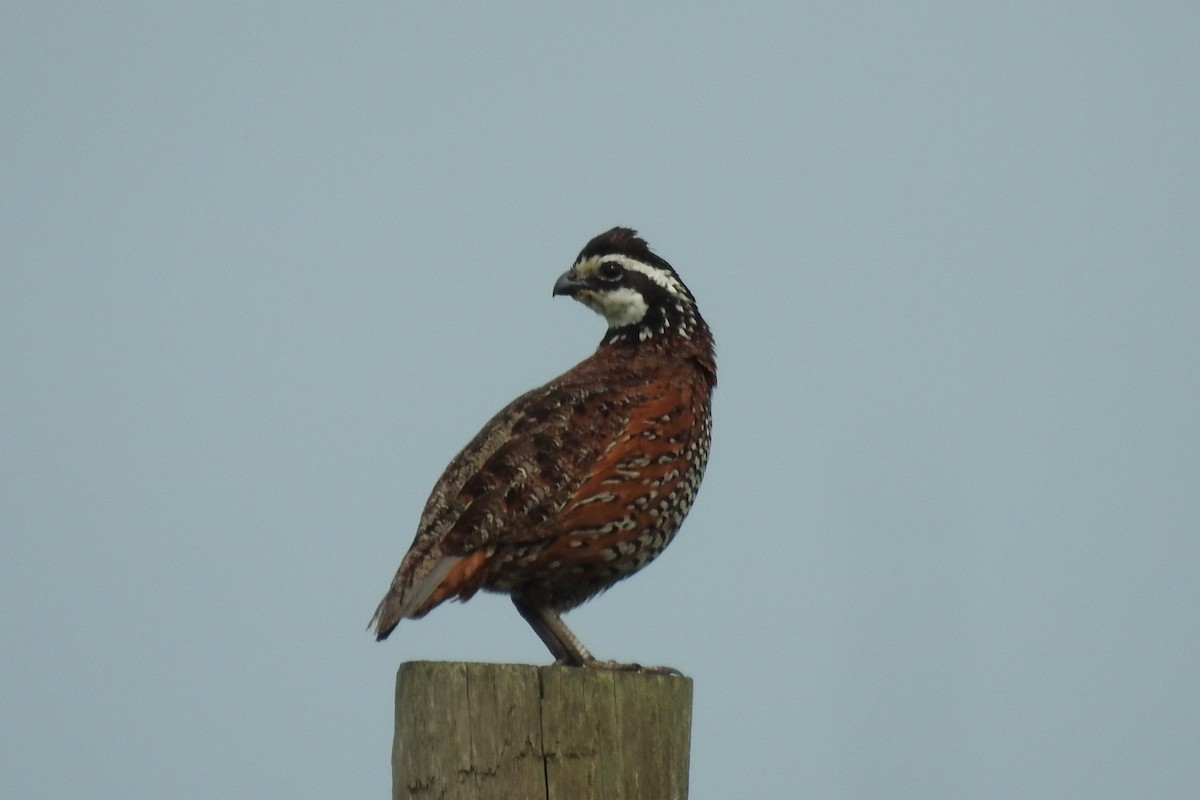 Northern Bobwhite - ML408141021