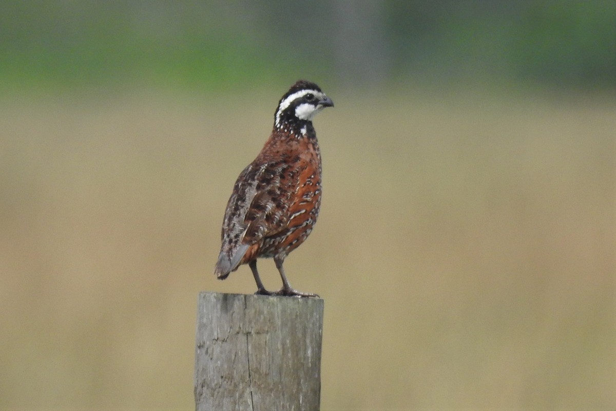 Northern Bobwhite - Steven Kaplan