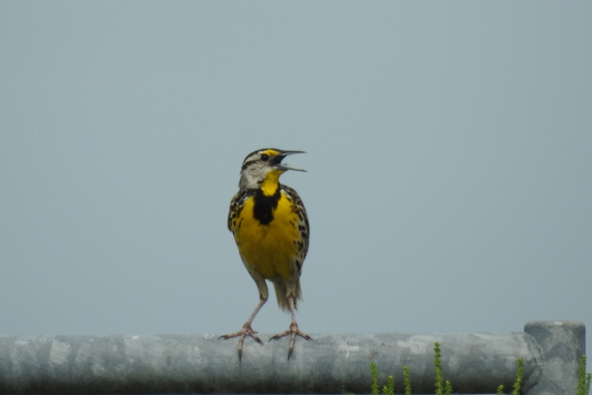 Eastern Meadowlark - ML408141181