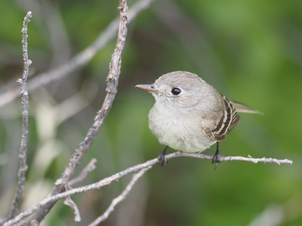 Dusky Flycatcher - ML408141361