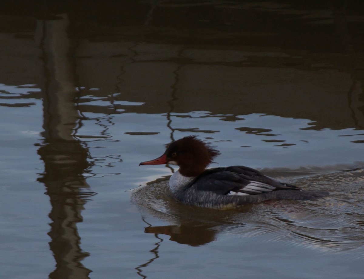 Common Merganser - ML408142511