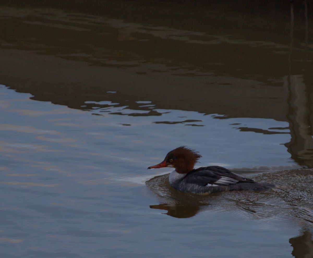 Common Merganser - ML408142521