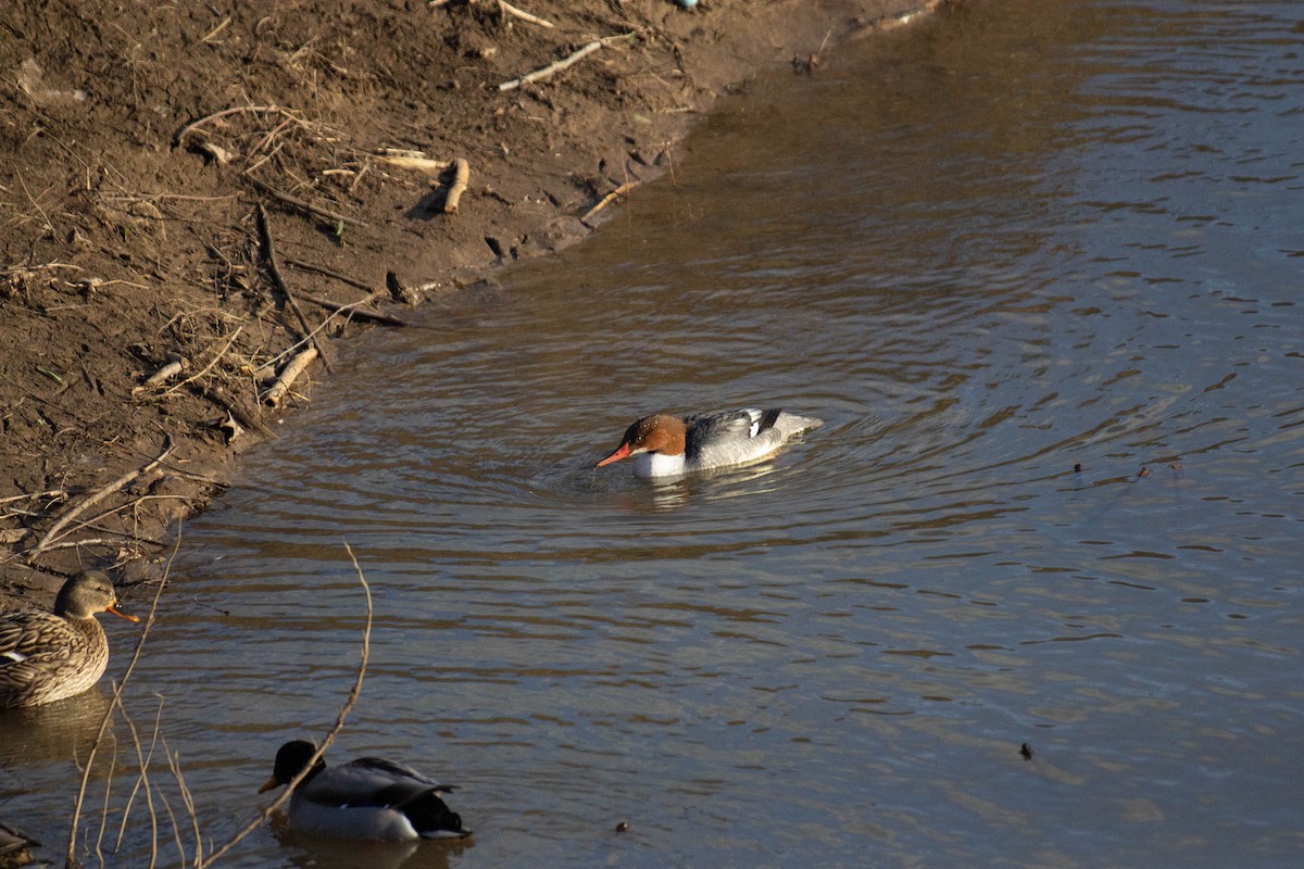 Common Merganser - ML408142581