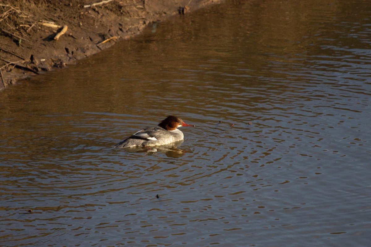 Common Merganser - ML408142591