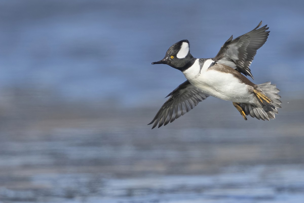 Hooded Merganser - ML408143151