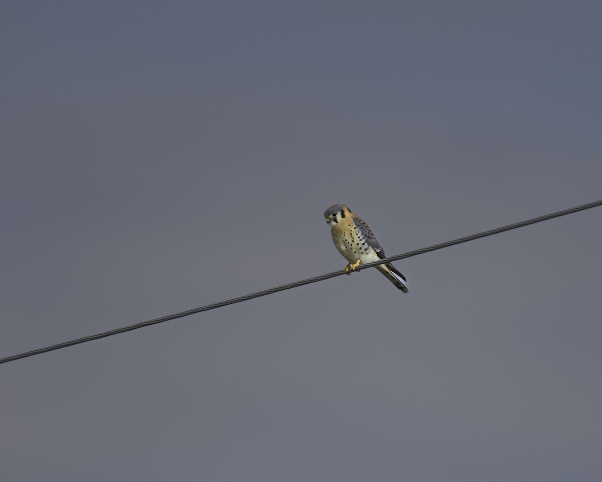 American Kestrel - Britt Coleman