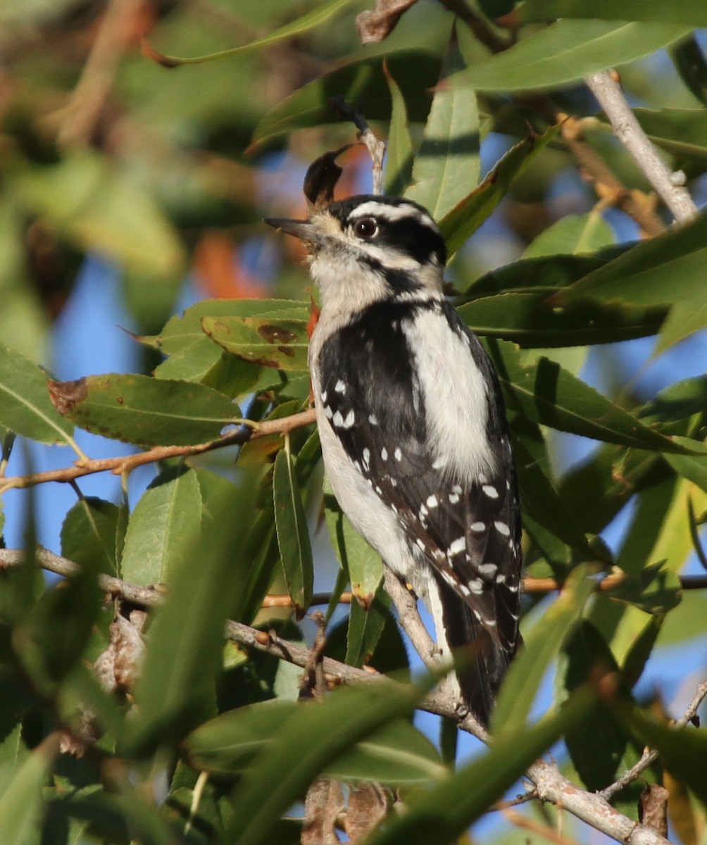 Downy Woodpecker - Matthew Grube