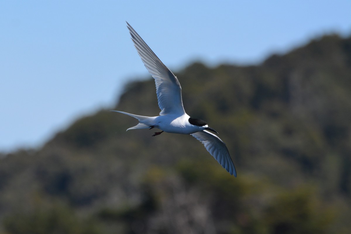 White-fronted Tern - ML408147091