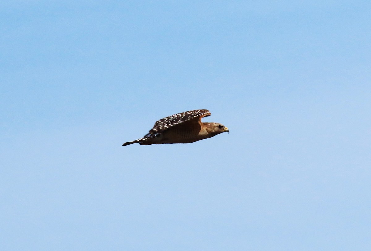 Red-shouldered Hawk - ML408147621