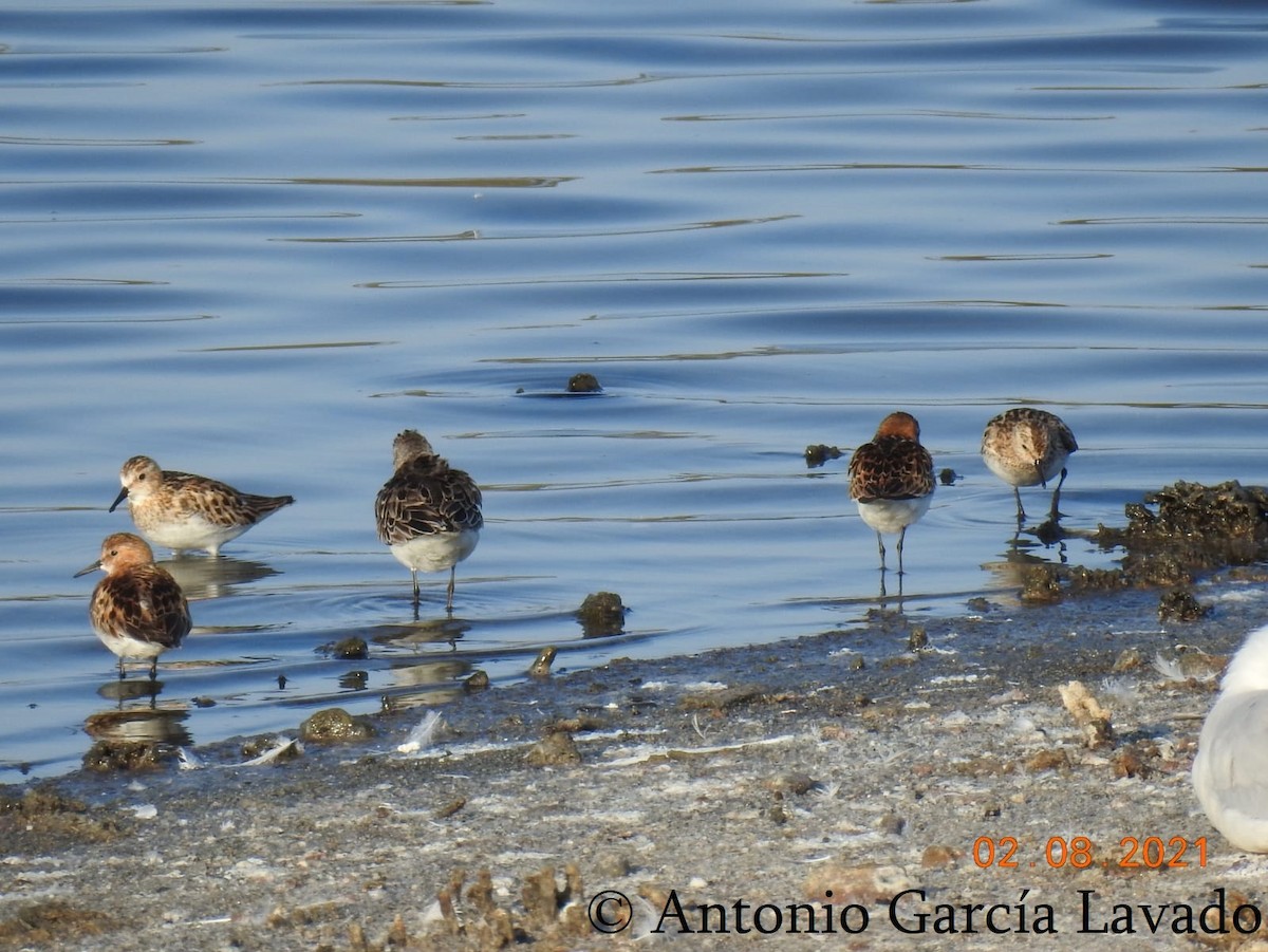 Semipalmated Sandpiper - ML408149771
