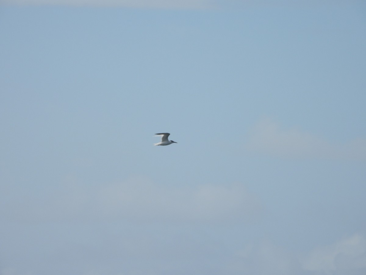 Sandwich Tern - Matt Kelly